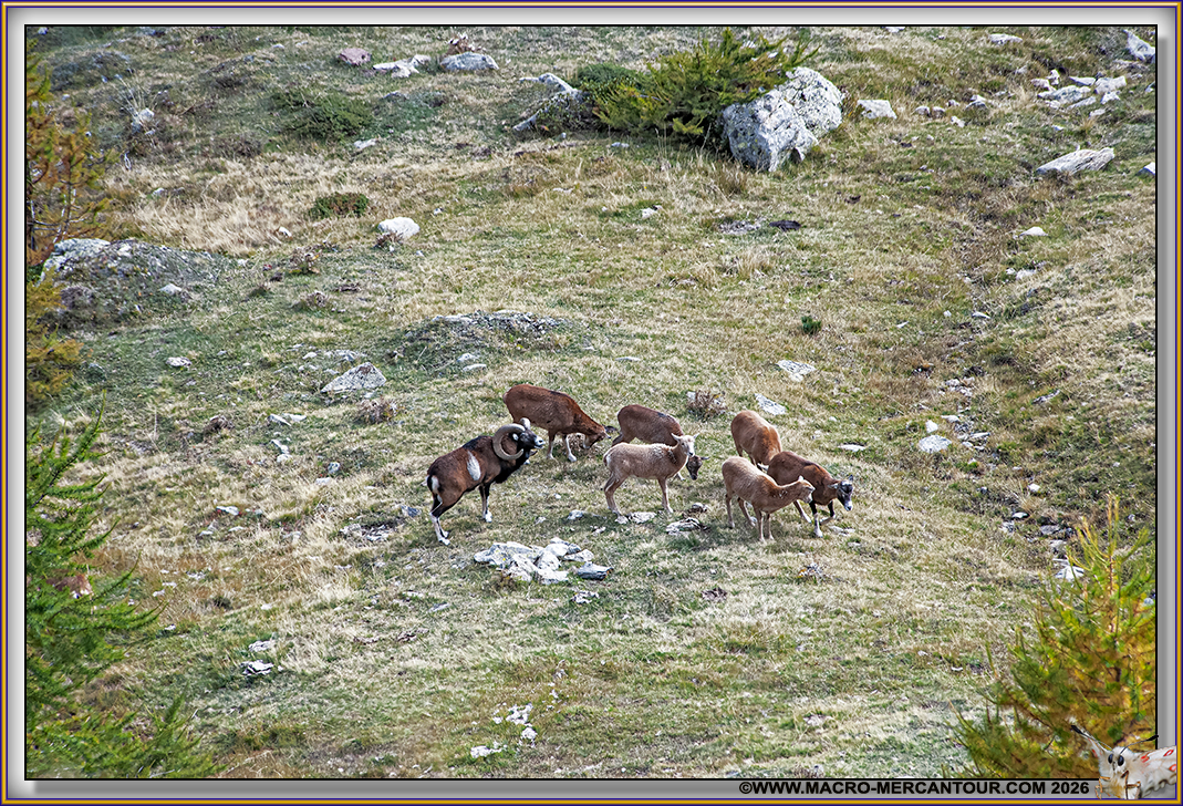 MOUFLONS